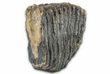 Palaeoloxodon (Mammoth Relative) Molar - Hungary #357030-6